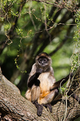 black-headed spider monkey