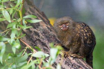 Pygmy marmoset