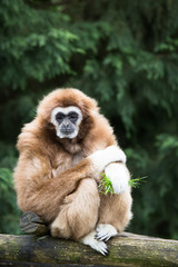 lar gibbon
