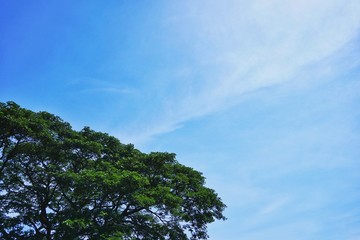 The belly has white clouds on a fine day.