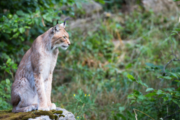 Lynx