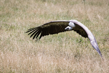 griffon vulture