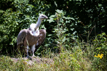griffon vulture