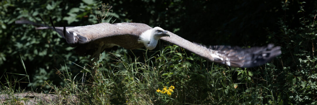 griffon vulture