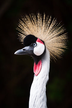 Black Crowned Crane