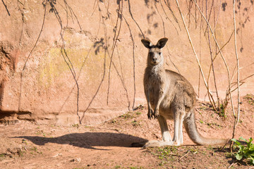 Red-necked wallaby © Cloudtail