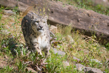 Snow leopard