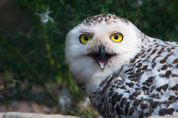 Snowy owl