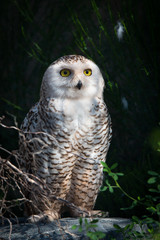Snowy owl