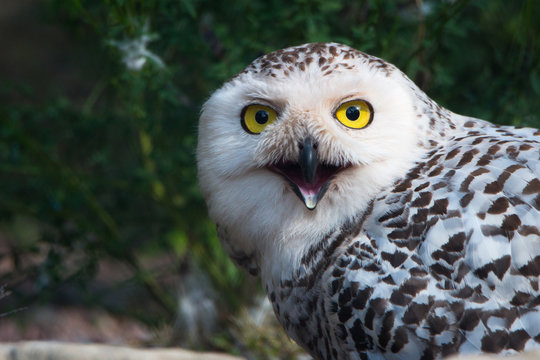 Snowy owl