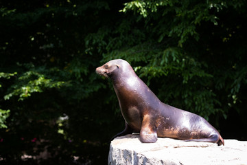 California sea lion