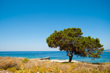 Küste mit Baum vor blauem Meer