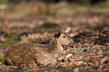 Fallow deer