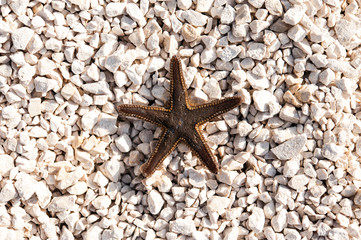 starfish on bright stony beach