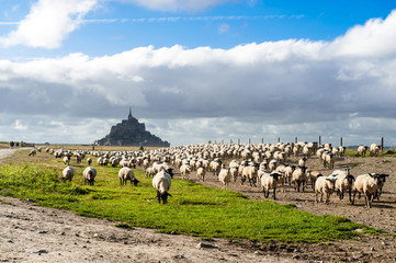 Famous Salt Meadow Lamb at Mont Saint-Michel in Normandy, France