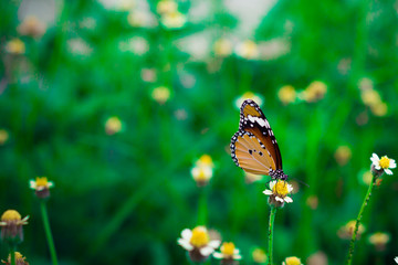 Closed up Butterfly feeding on flower grass (selective focus)