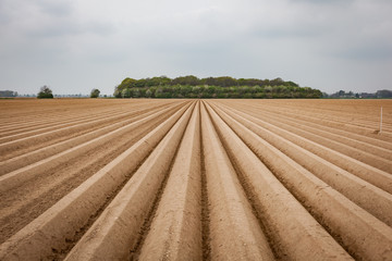 Fototapeta premium Feld für Spargel und Kartoffeln