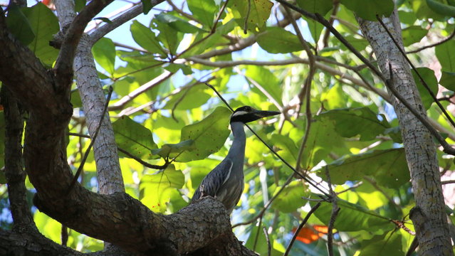 Oiseau photographié dans le parc El Cubano, CUBA