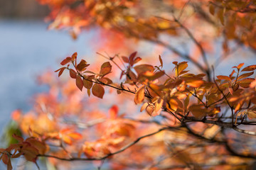 紅葉