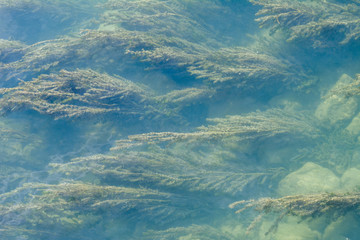 wasser mit Algen