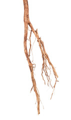 Roots tree