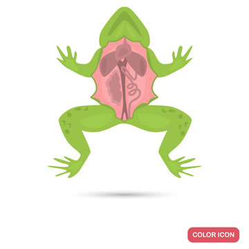 Dissected frog color flat icon for web and mobile design