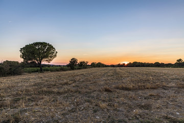 Fototapeta na wymiar sunset in the provence with field and typical trees