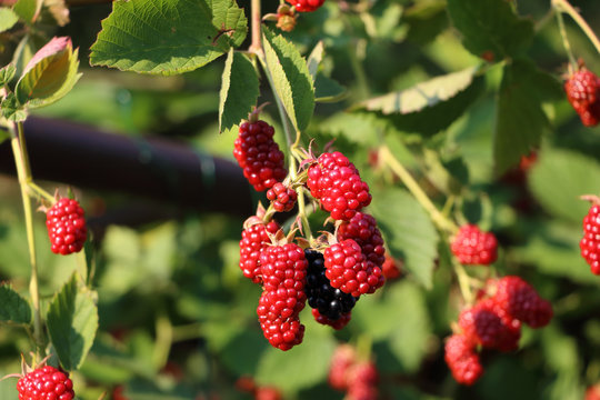 Ripe and unripe blackberries on the bush with selective focus - defocused background, focus on berries