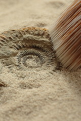 Brushing away sand to reveal an Ammonite fossil © Christian