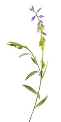 Fototapeta na wymiar Milkwort isolated on white background. Medicinal plant with small blue flowers