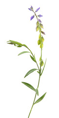 Milkwort isolated on white background. Medicinal plant with small blue flowers