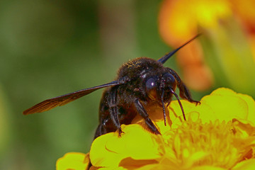 Bee carpenter