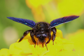 Bee collects pollen on flower