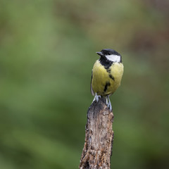 Lovely little Coat Tit bird Periparus Ater on tree in woodland landscape setting