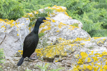     Great cormoran, bird on the cliff in Ireland 