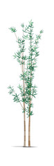 Fototapeta na wymiar An illustration of a bamboo tree