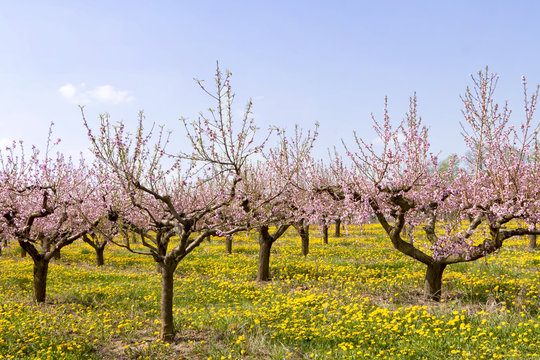 Hundeblumen Images – Browse 63 Stock Photos, Vectors, and Video | Adobe ...