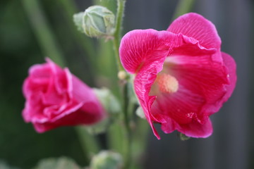 Pink mallow flowers with tender petals and yellow center