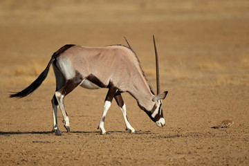 Curious gemsbok antelope (Oryx gazella) and a ground squirrel, Kalahari desert, South Africa.