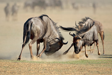 Two blue wildebeest Connochaetes taurinus) fighting for territory, Kalahari desert, South Africa. - obrazy, fototapety, plakaty