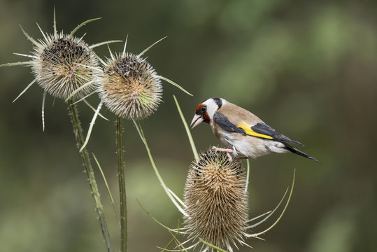 Beautiful Goldfinch bird Carduelis Carduelis on teasels in woodland landscape setting