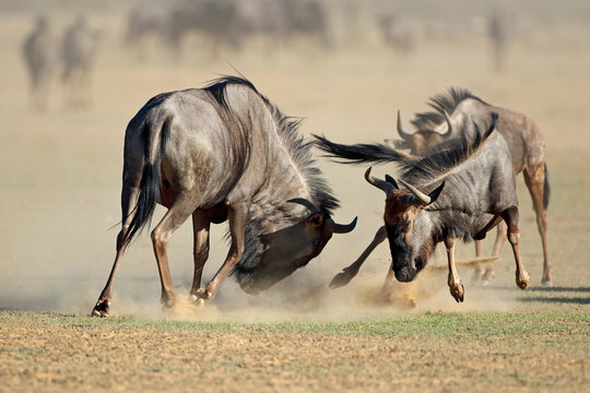 Fototapeta Two blue wildebeest Connochaetes taurinus) fighting for territory, Kalahari desert, South Africa.