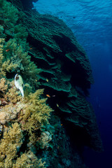 Coral garden in the red sea