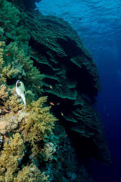 Fototapeta Coral garden in the red sea