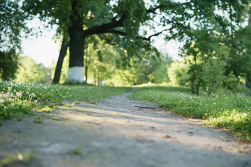 path with clover flowers on side