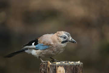 Beautiful Jay bird Garrulus Glandarius on tree stump in forest landscape setting