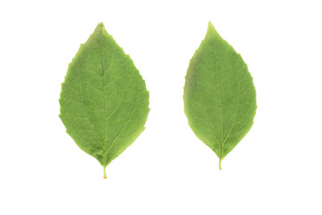 Obraz premium two green jasmine leaves isolated on white