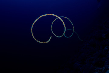 whip coral in the red sea
