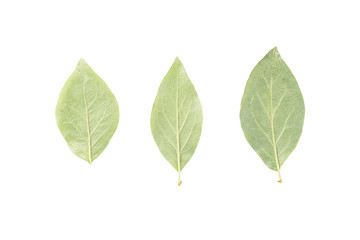 Naklejka na ściany i meble back side of three green leaves from bush isolated on white