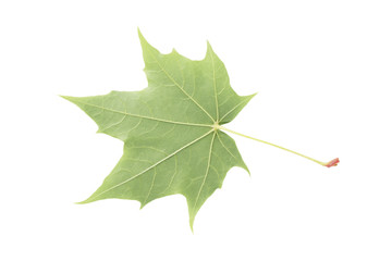 back side of maple green leaf isolated on white